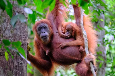 Sumatra Expedition